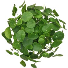 Betonish -  Pilea Peperomioides - Ev ve Ofis Bitkisi