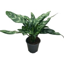 Betonish Aglaonema 'Maria' (Çin Herdemyeşili)