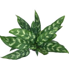 Betonish Aglaonema 'Maria' (Çin Herdemyeşili)