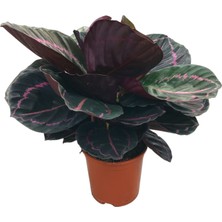 Betonish - Calathea Roseopicta 'Dottie' (Dua Çiçeği)