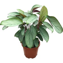 Betonish Ctenanthe Setosa 'Silver Star' (Dua Çiçeği)
