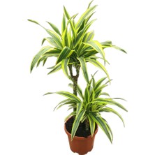 Betonish Dracaena Fragrans 'Lemon Lime'