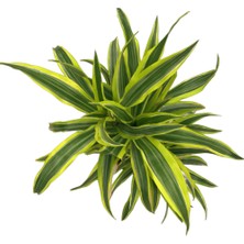 Betonish Dracaena Fragrans 'Lemon Lime'