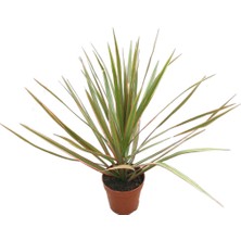 Betonish Dracaena Marginata 'Bicolor' (Dragon Ağacı)