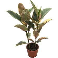 Betonish -  Ficus Elastica 'tineke' - Ev ve Ofis Bitkisi