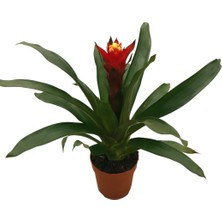 Betonish -  Guzmania Lingulata 'Happyness' (Guzmanya)