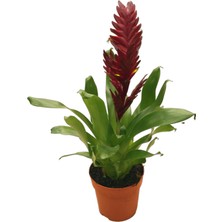 Betonish Vriesea Intenso 'Burgundy' (Alev Kılıcı Çiçeği)