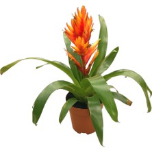 Betonish Vriesea Intenso 'Orange' (Alev Kılıcı Çiçeği)