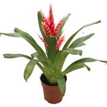 Betonish Vriesea Intenso 'Pink' (Alev Kılıcı Çiçeği)