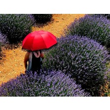 50 Adet Lavanta Açık Kök Angustifolia Fidanı Fidesi