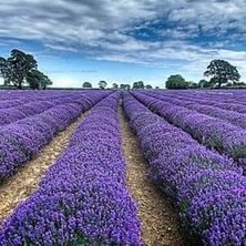 50 Adet Lavanta Açık Kök Angustifolia Fidanı Fidesi