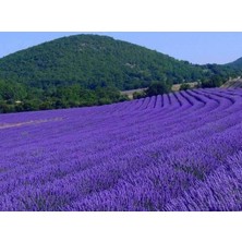 50 Adet Lavanta Açık Kök Angustifolia Fidanı Fidesi