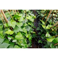 Hedera Sarmaşık 5 Adet 50-100 cm Sarılıcı Bitki