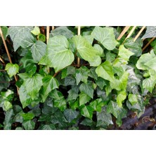 Hedera Sarmaşık 10 Adet 50-100 cm Sarılıcı Bitki