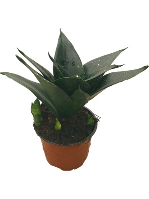 Betonish Sansevieria Jade (Paşa Kılıcı)