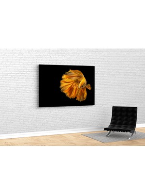 Tablo 360 Altın Beta Balığı Kanvas Tablo