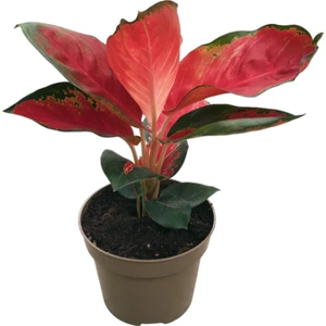 Aglaonema 'Red Zircon' (Çin Herdemyeşili)