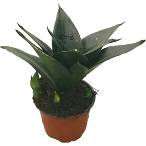 Sansevieria Jade (Paşa Kılıcı)
