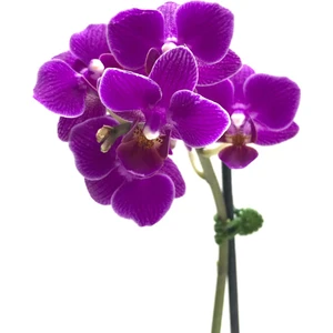 - Phalaenopsis 'Paars' (Mor Orkide)