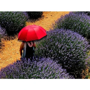 50 Adet Lavanta Açık Kök Angustifolia Fidanı Fidesi