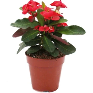 Asel Garden Dikenler Tacı Euphorbia Milii