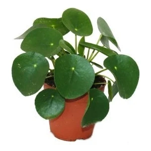 Asel Garden Pilea   Çin Para Ağacı Orta  Boy
