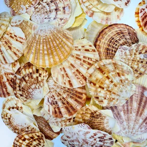 evinizdeki okyanus esintisi turkuaz hediyelik Gerçek Deniz Kabuğu 250 gr Paket Pecten Mascarensıs
