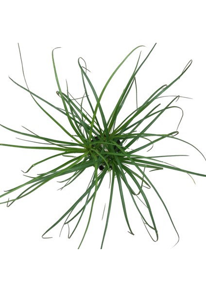 Beaucarnea Recurvata (Nolina Fil Ayağı Bitkisi) fiyatları