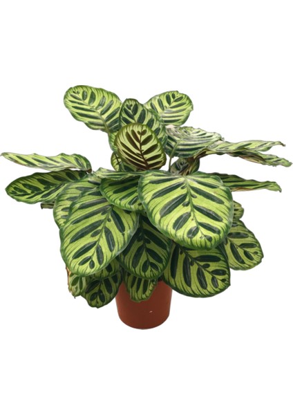 Calathea Makoyana (Dua Çiçeği)