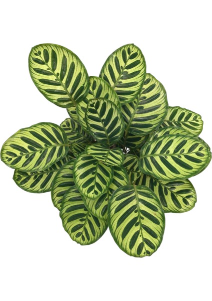 Calathea Makoyana (Dua Çiçeği) fiyatları
