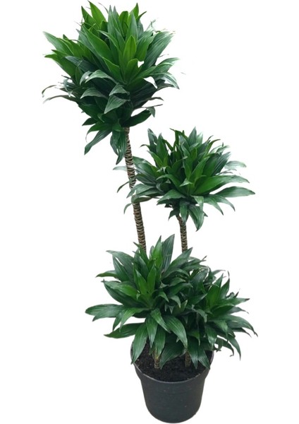 Dracaena Compacta
