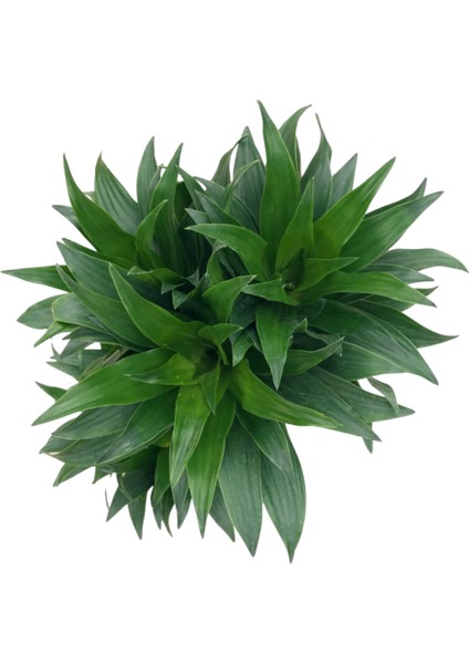 Dracaena Compacta fiyatları