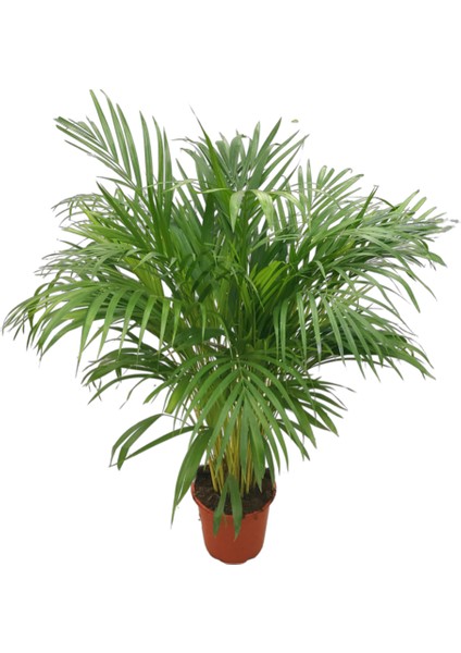 Dypsis Lutescens (Areka Palmiyesi)