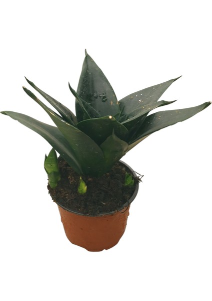 Sansevieria Jade (Paşa Kılıcı)