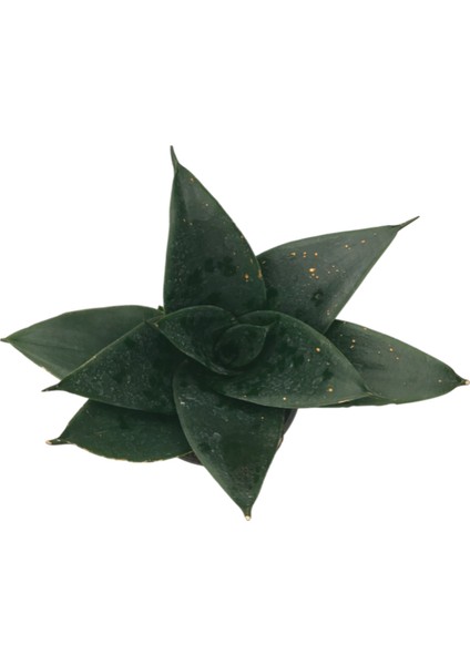 Sansevieria Jade (Paşa Kılıcı)
