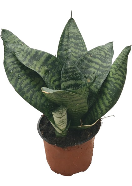 Sansevieria Zeylanica (Paşa Kılıcı)