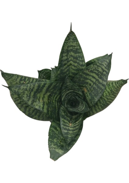 Sansevieria Zeylanica (Paşa Kılıcı) fiyatları