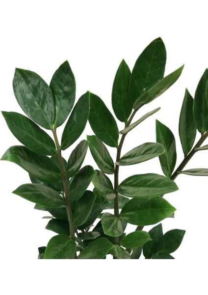 Zamia Zamioculcas (Zeze Çiçeği) fiyatları