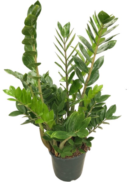 Zamia Zamioculcas (Zeze Çiçeği)