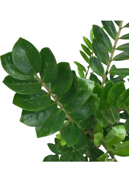 Zamia Zamioculcas (Zeze Çiçeği)