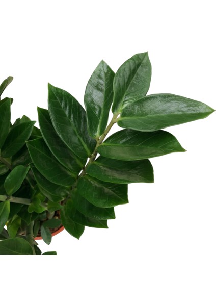 Zamia Zamioculcas (Zeze Çiçeği)