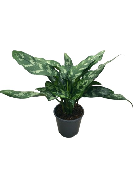 Aglaonema 'Maria' (Çin Herdemyeşili)