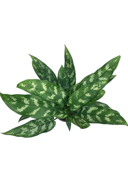 Aglaonema 'Maria' (Çin Herdemyeşili)