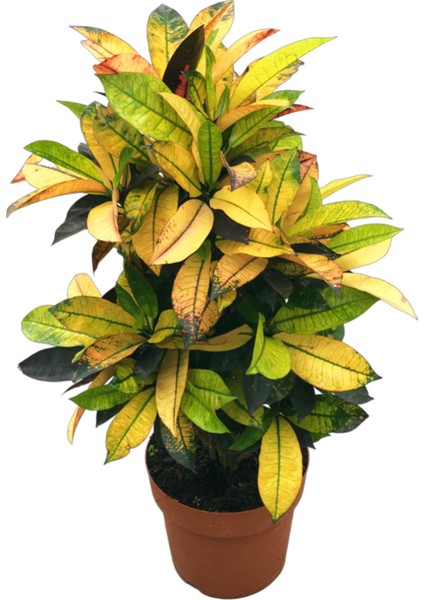 - Codiaeum Variegatum 'mrs Iceton' - Ev ve Ofis Bitkisi
