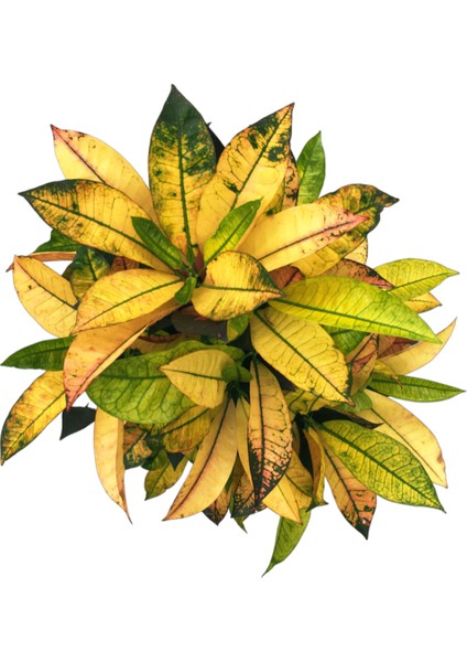 - Codiaeum Variegatum 'mrs Iceton' - Ev ve Ofis Bitkisi fiyatları