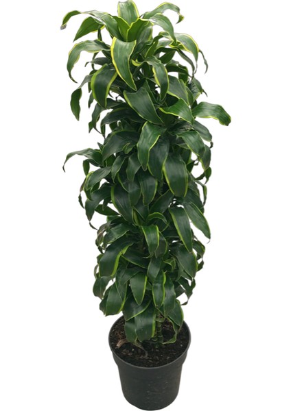Dracaena Fragrans 'Dorado'