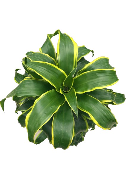 Dracaena Fragrans 'Dorado'