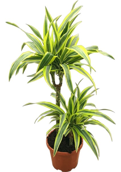 Dracaena Fragrans 'Lemon Lime'