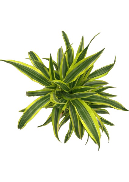 Dracaena Fragrans 'Lemon Lime'