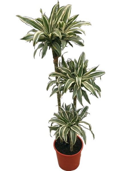 Dracaena Fragrans 'White Jewel'